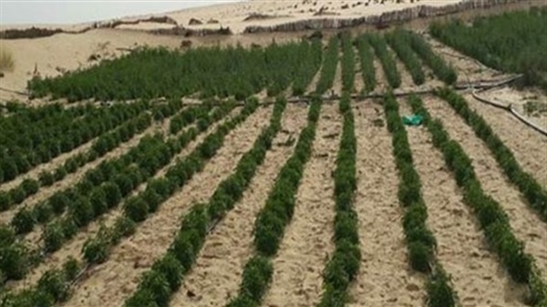 السيسي يبحث استصلاح مليون فدان في سيناء