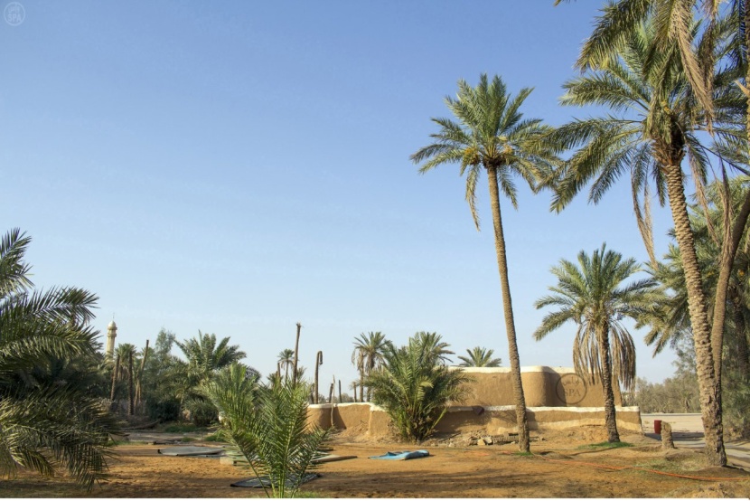 قصة مصورة: روحانية المساجد الطينية تستقطب المصلّين في القصيم