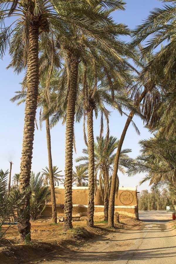قصة مصورة: روحانية المساجد الطينية تستقطب المصلّين في القصيم
