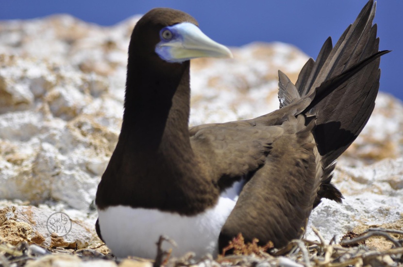قصة مصورة : 380 نوعا من الطيور المهاجرة تلتقي على سواحل تبوك