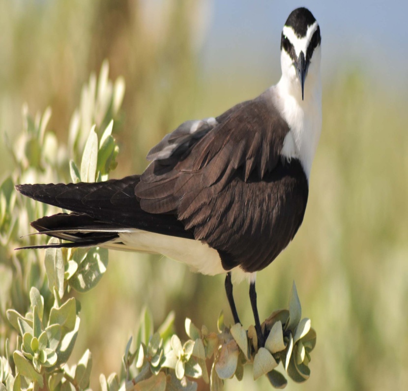 قصة مصورة : 380 نوعا من الطيور المهاجرة تلتقي على سواحل تبوك