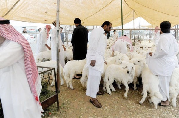 مفاوضات لإعادة استيراد المواشي من أستراليا