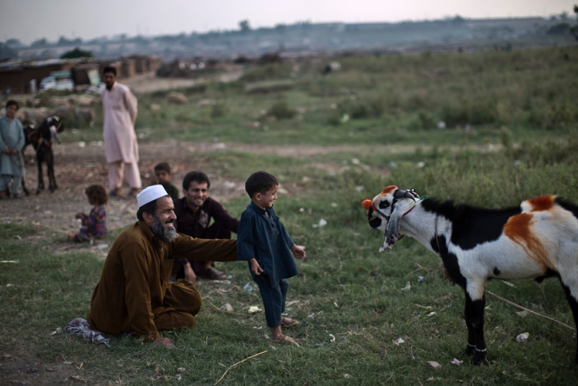 قصة مصورة: خروف العيد (2)