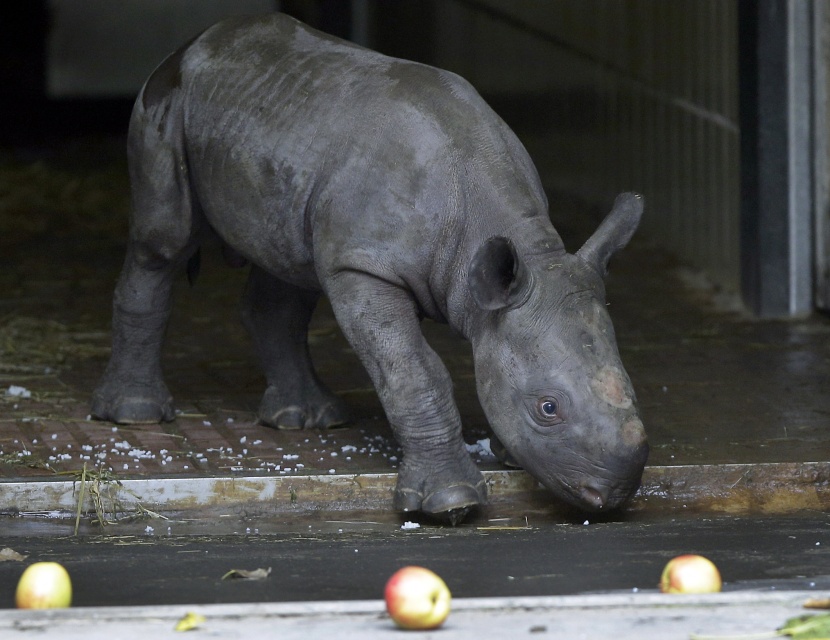 وحيد القرن الأسود حديث الولادة في حديقة الحيوان في برلين