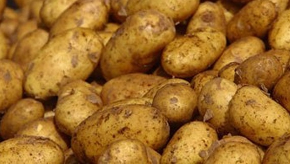 مصر : مليونا طن حجم صادرات البطاطس إلى أوروبا والخليج