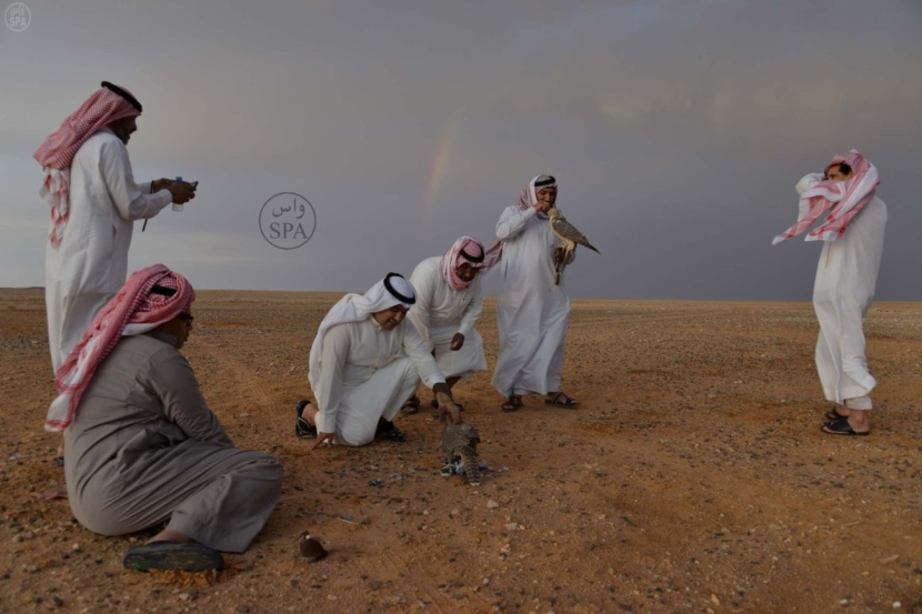 قصة مصورة : صحراء الحمّاد.. ملتقى الصقور الثمينة