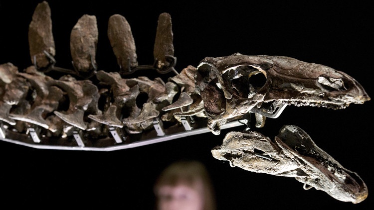 قصة مصورة : عرض هيكل عظمي نادر لديناصور عمره 150 مليون عام في لندن