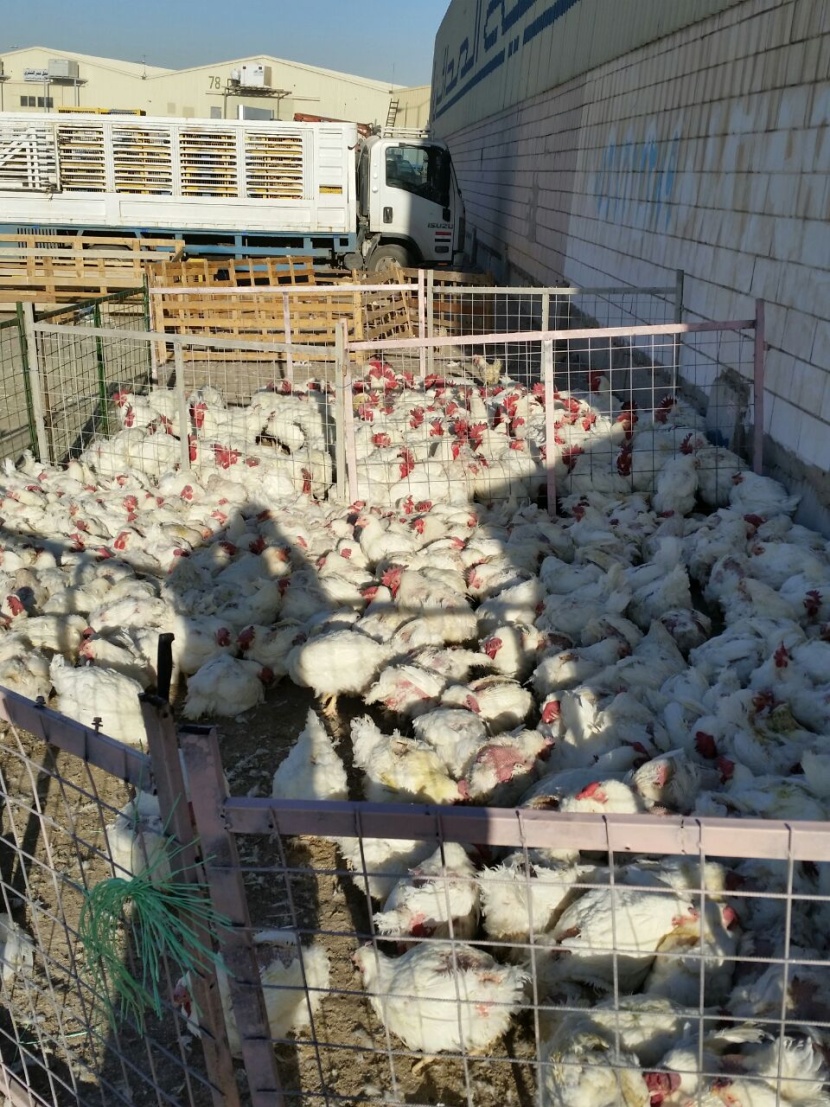 امانة الرياض تضبط دجاجاً ولحوماً واسماكاً فاسدة في صناعية السلي