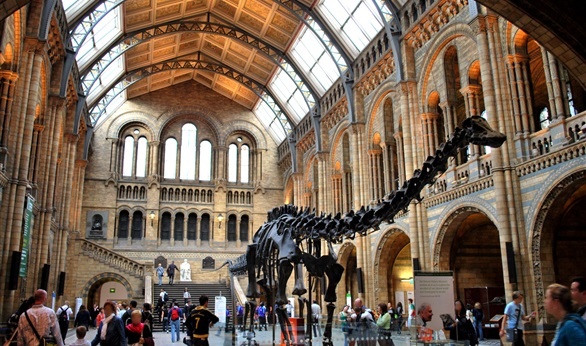 نقل الديناصور "ديبي" من متحف التاريخ الطبيعي يثير الحزن في بريطانيا