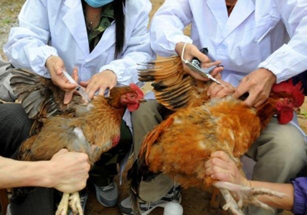 إصابة جديدة بأنفلونزا الطيور ووفاة أخرى في مصر