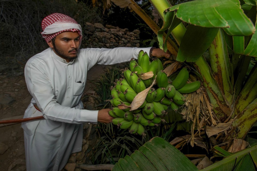 قرية ذي عين تحتفي بالكادي وتنتج 30 ألف كيلو من الموز