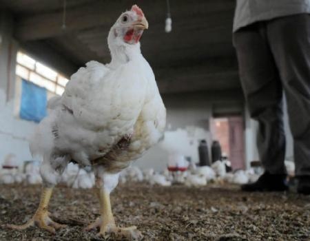 كندا تؤكد وجود فيروس انفلونزا الطيور في مزرعة ثانية