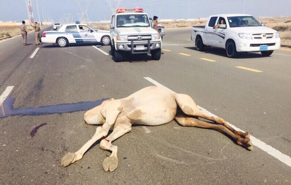 جازان : وفاة 4 وإصابة 3 من عائلة واحدة في حادث اصطدام بناقة سائبة