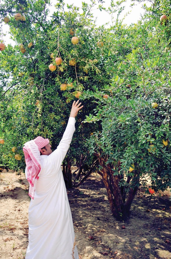 مزارع الباحة تنتج أكثر من 10 أطنان من فاكهة الرمان