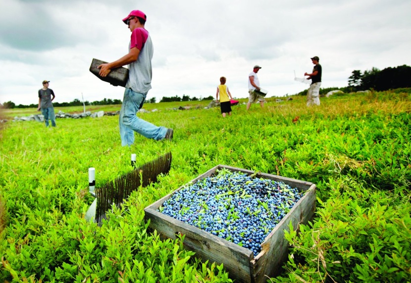 عمال خلال موسم حصاد العنب في ولاية مين الأمريكية 