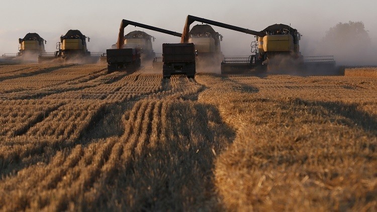 ارتفاع أسعار القمح الروسي مع تأخر حصاد المحصول المحلي