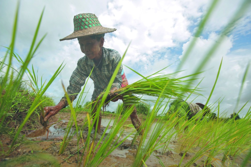 مزارعة خلال حصاد الأرز في إحدي الحقول خارج يانجون