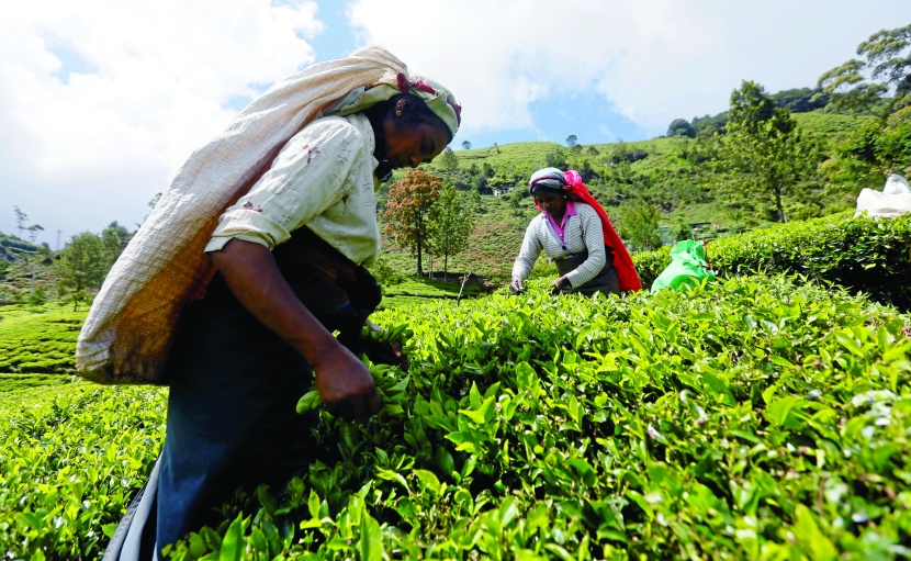 مزارعات أثناء موسم حصاد الشاي في سريلانكا