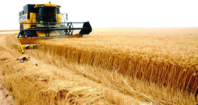 إعادة السماح بشراء القمح من المزارعين بحد أعلى 700 ألف ريـال