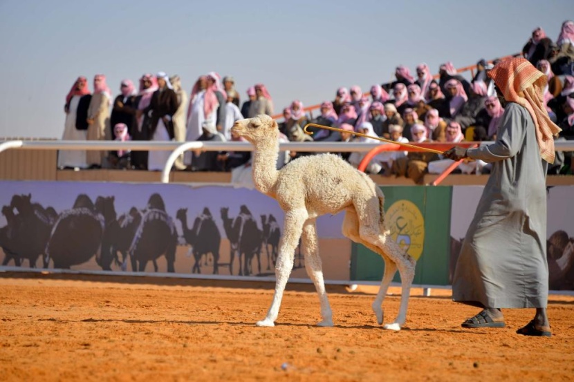 مهرجان الملك عبدالعزيز للإبل يحول صحراء الدهناء إلى أسواق مزدهرة