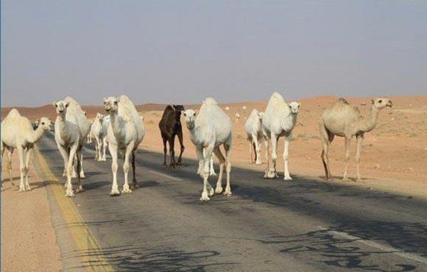 14 مخالفة مرورية ضد أصحاب الجمال السائبة يوميا في السعودية