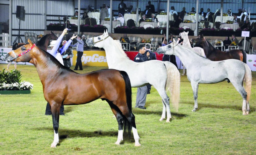 مركز الملك عبدالعزيز للخيل العربية.. تنظيمات قانونية لزيادة الإنتاج
