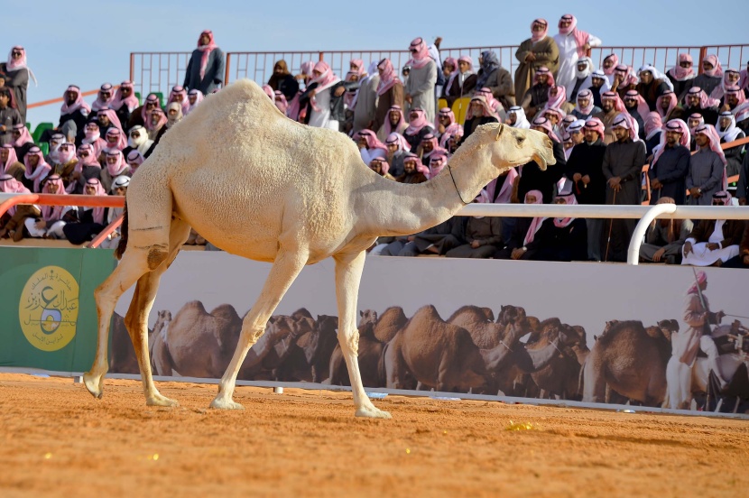 مهرجان الملك عبد العزيز للإبل: جرى اتخاذ الإجراءات النظامية ضد العابثين بصور النتائج