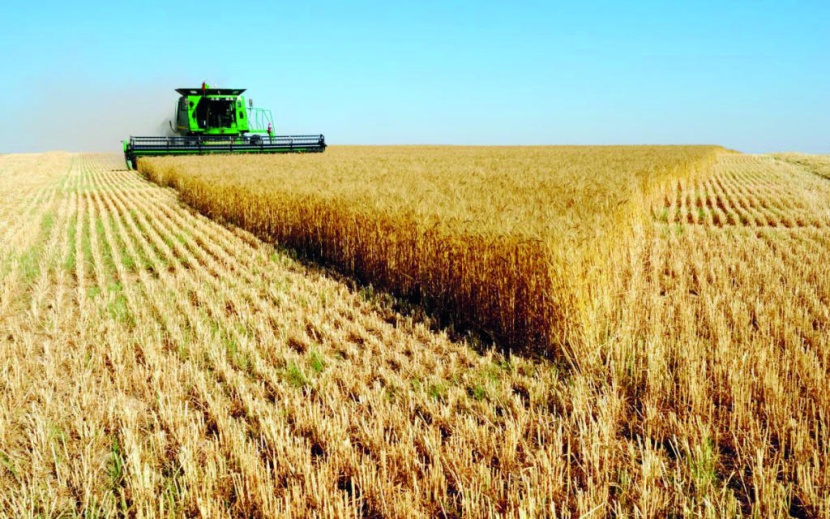 23.5 مليون طن واردات السعودية من القمح في 10 سنوات