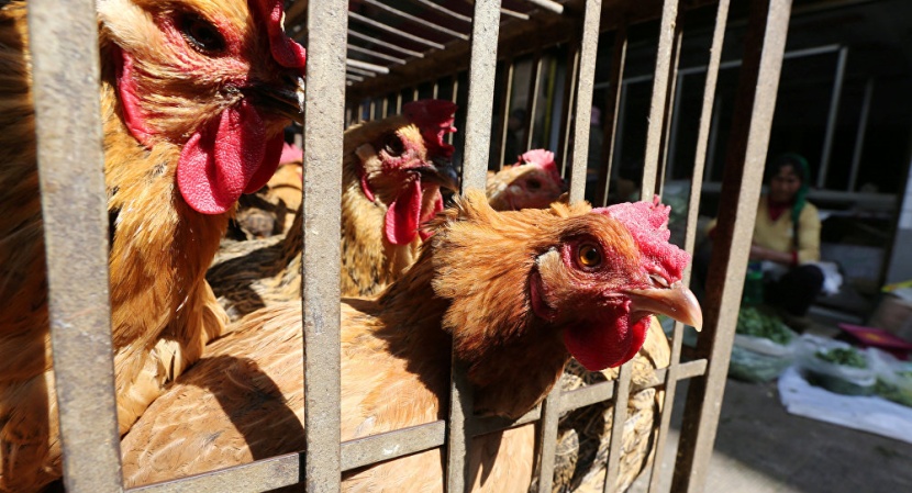  "البيئة": لا إصابات بفيروس إنفلونزا الطيور H5N8 خلال الـ 24 الماضية