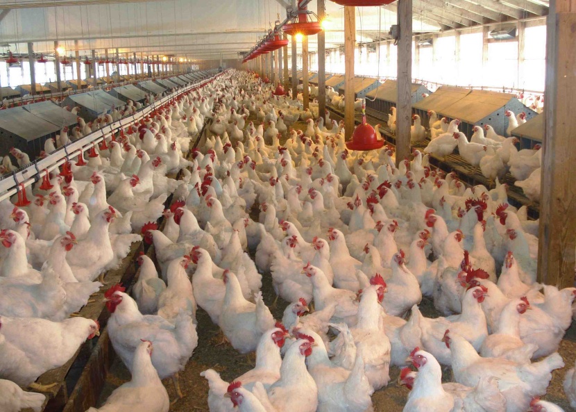 "البيئة" تحظر مؤقتاً استيراد الطيور الحية من الهند بسبب إنفلونزا الطيور