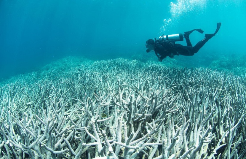 حرارة الجو المرتفعة أتلفت مساحة كبيرة من الشعاب المرجانية في أستراليا