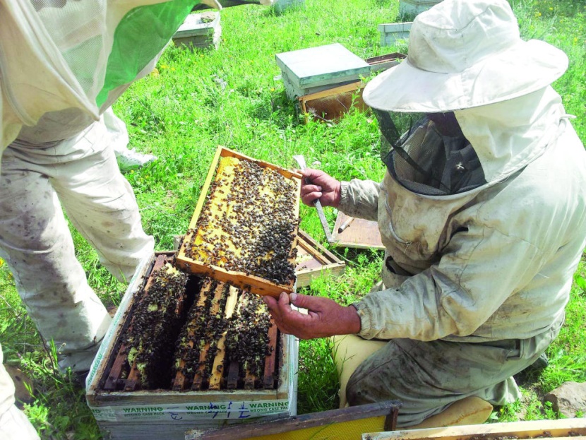 258 مليون ريال واردات السعودية من العسل في عام