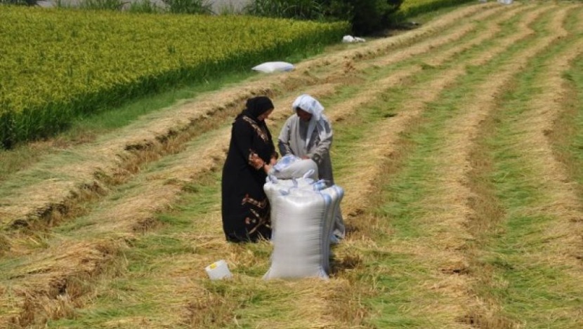 مزارعو الأرز في مصر يتوقعون أوقاتاً عصيبة بسبب سد النهضة الإثيوبي