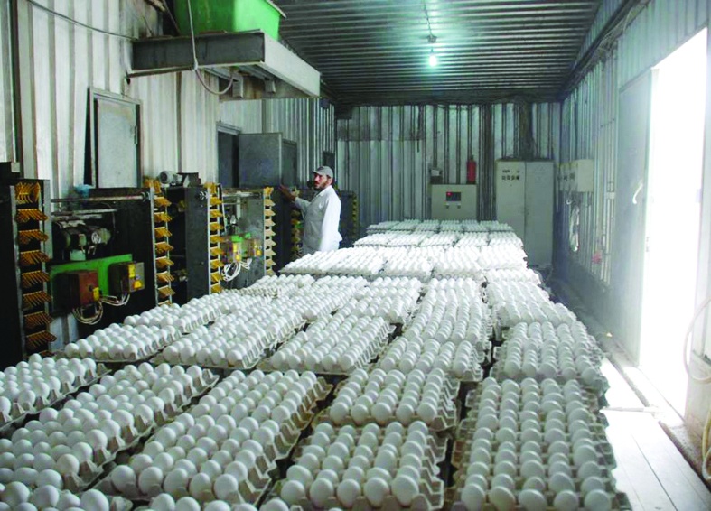 المزارع السعودية تنتج 14 مليون بيضة يوميا .. 28 % في مكة