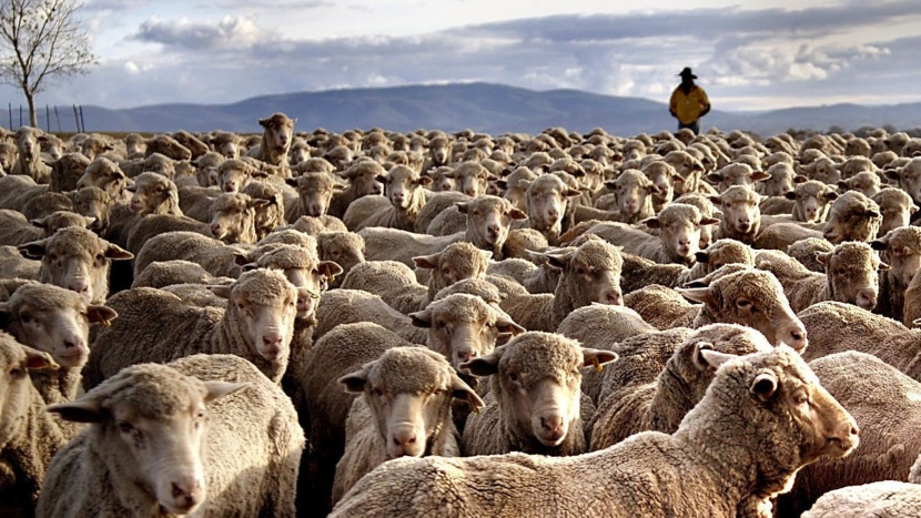 بعد نفوق آلاف الأغنام في طريقها للشرق الأوسط.. أستراليا تعلق الترخيص إحدى شركات تصدير الماشية