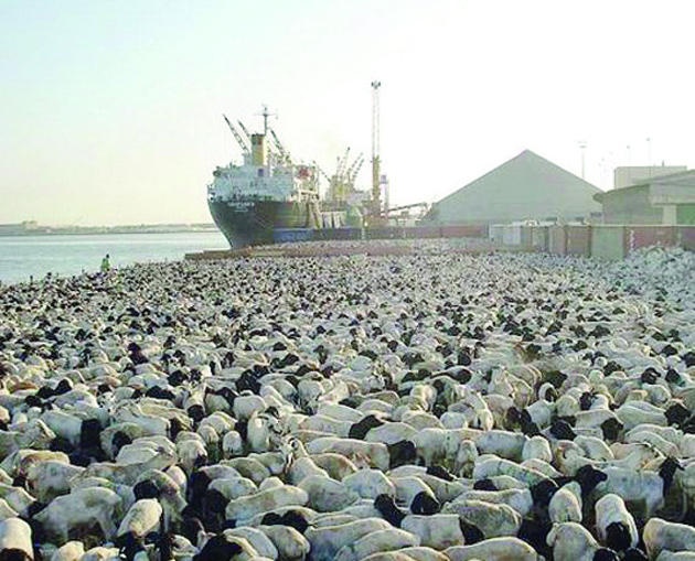 77.6 ألف طن واردات السعودية من المواشي في 6 أشهر..  خالية من الأبقار