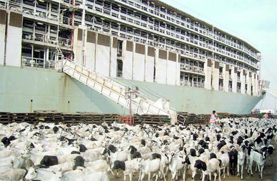 «الزراعة» لـ "الاقتصادية": استيراد 2.6 مليون رأس من الماشية خلال «الحج»