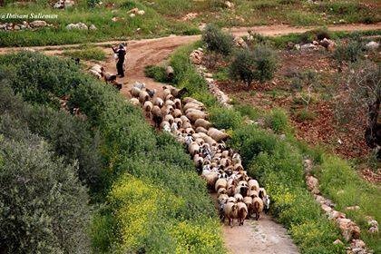 قرية فرخة الفلسطينية تسعى أن تكون نموذجا للزراعة العضوية