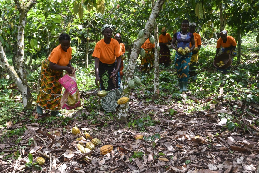 إنتاج الكاكاو يبعث الحياة في ساحل العاج أكبر منتج في العالم بحصة تناهز الـ 40%