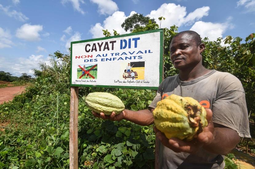 إنتاج الكاكاو يبعث الحياة في ساحل العاج أكبر منتج في العالم بحصة تناهز الـ 40%