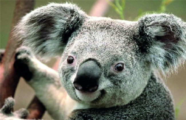 تحذير  من انقراض دببة «الكوالا» في أستراليا بحلول عام 2050