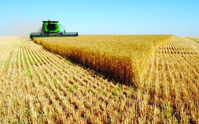 7 مناطق تستحوذ على 88 % من صادرات القمح العالمية .. والسعودية الـ 13 في الاستيراد