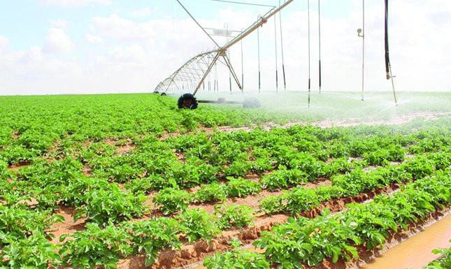 «الصندوق الزراعي» يتجه لتحصيل الديون المتعثرة بحسم مستحقات المقترضين الحكومية