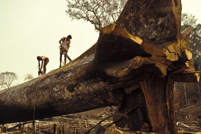 قطع أشجار غابات الأمازون في البرازيل يبلغ أعلى مستوياته منذ عقد