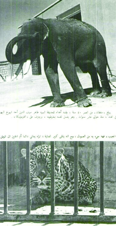 حدائق الحيوان في العالم العربي.. تاريخ من عجائب المخلوقات