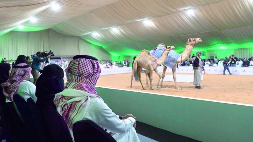 900 ألف ريـال مبيعات مزاد الهجن الأول في معرض الصقور والصيد