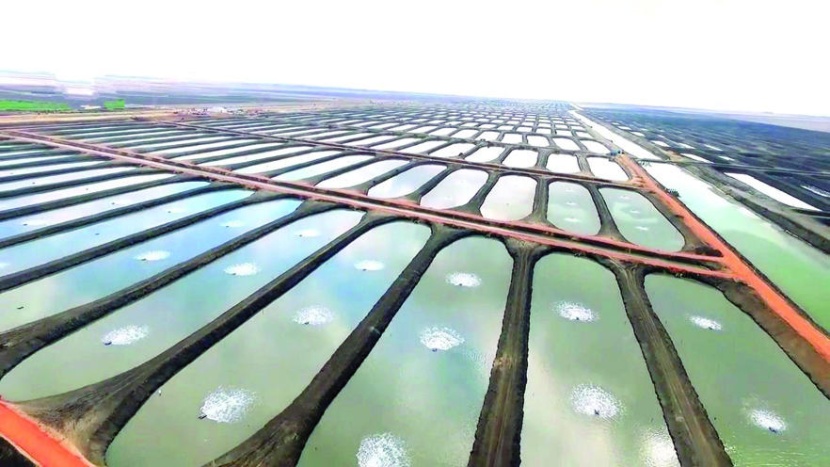 شركة صينية كبرى تستثمر في قطاع الاستزراع المائي السعودي .. والعقد نهاية يناير
