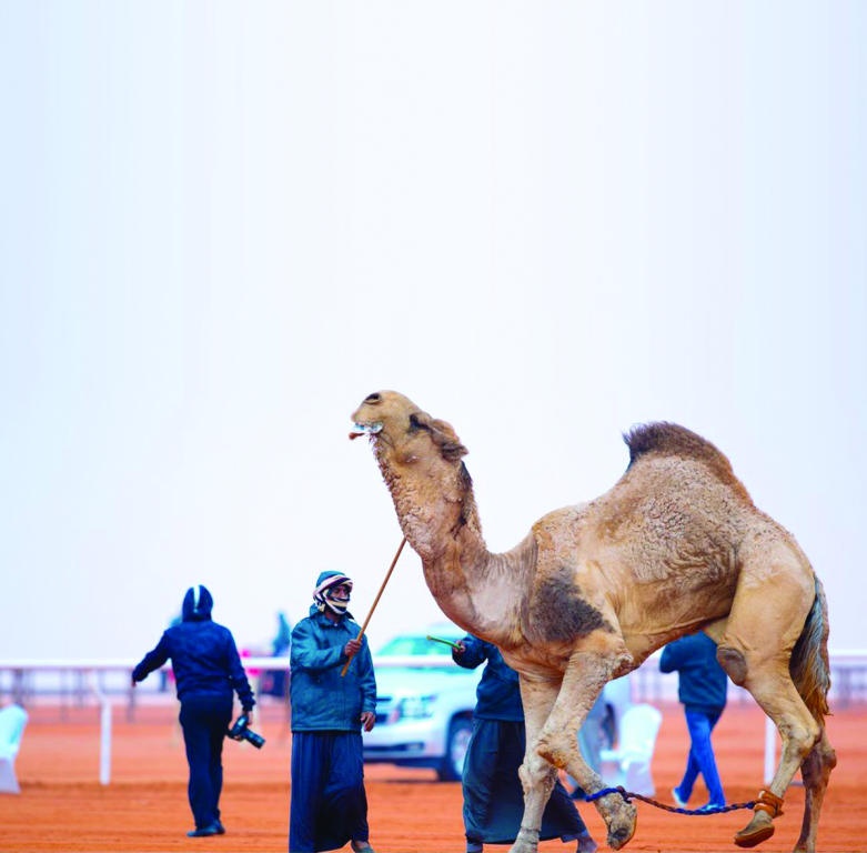 فرديات الشعل .. بلا استبعاد