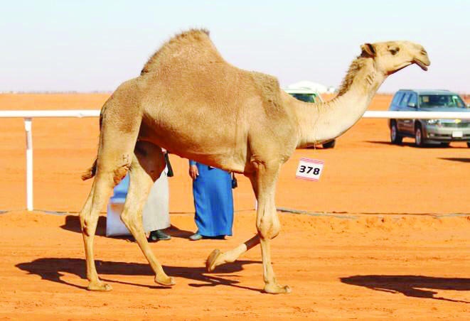 «عقايب».. الأجمل في «الشعل»