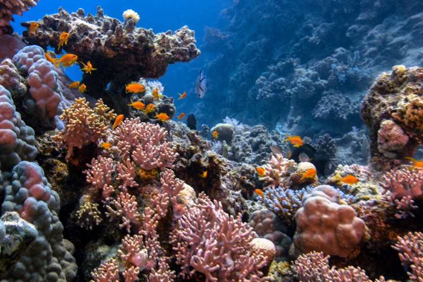 "البحر الأحمر" و "كاوست" تبتكران نهجها رائدا لحماية النظام البيئي